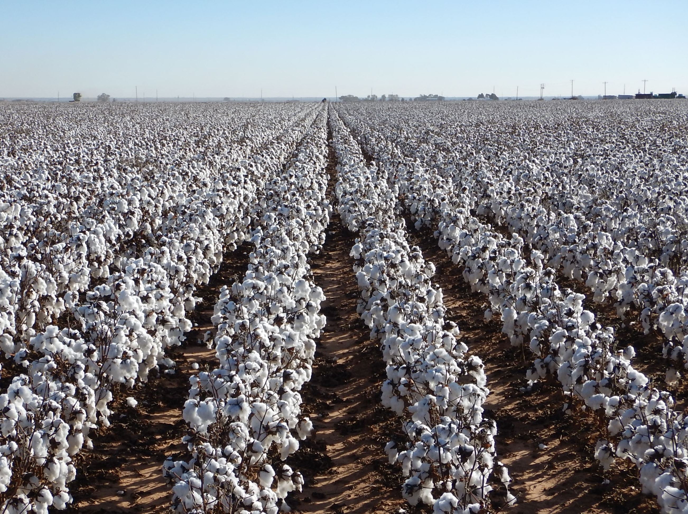 Organic cotton field - Texas Organic Cotton Marketing Cooperative
